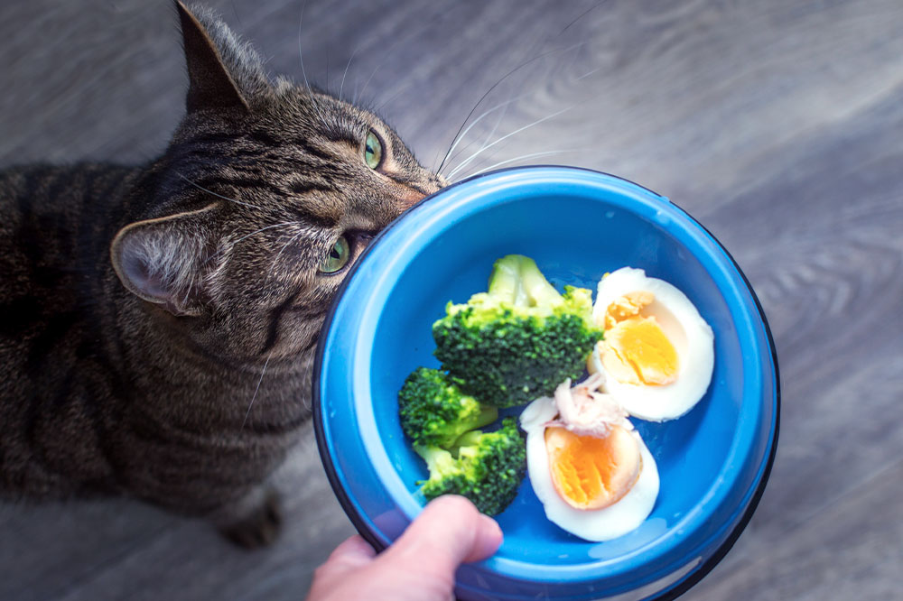 7 human foods that cats can enjoy