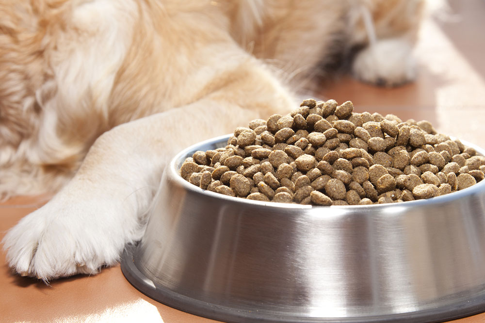 Black Friday 2023 &#8211; Top 10 Dog Food Deals to Look Out For