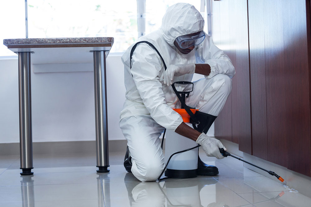 7 common pest control mistakes to avoid